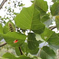 Erythrina subumbrans (Hassk.) Merr.